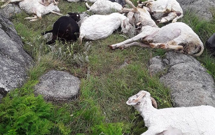 जाजरकोटमा  चट्याङमा परि २३३ भेडा मरे, २५२ हराए