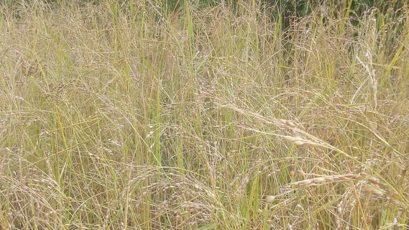 पाक्न लागेको धान असिनापानीले नष्ट