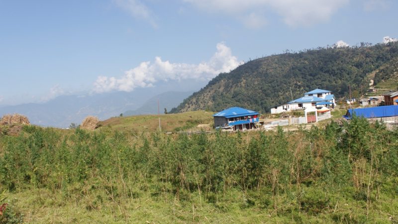 प्रहरी कार्यालय नजिकै गाँजा खेती