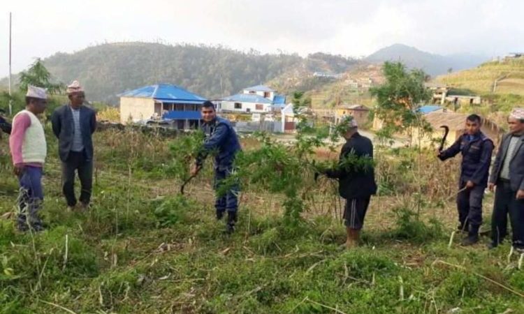 प्रहरीले गर्यो गाँजा नष्ट
