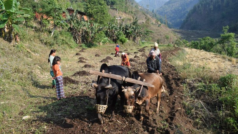 जाजरकोटमा मकै रोप्न शुरु