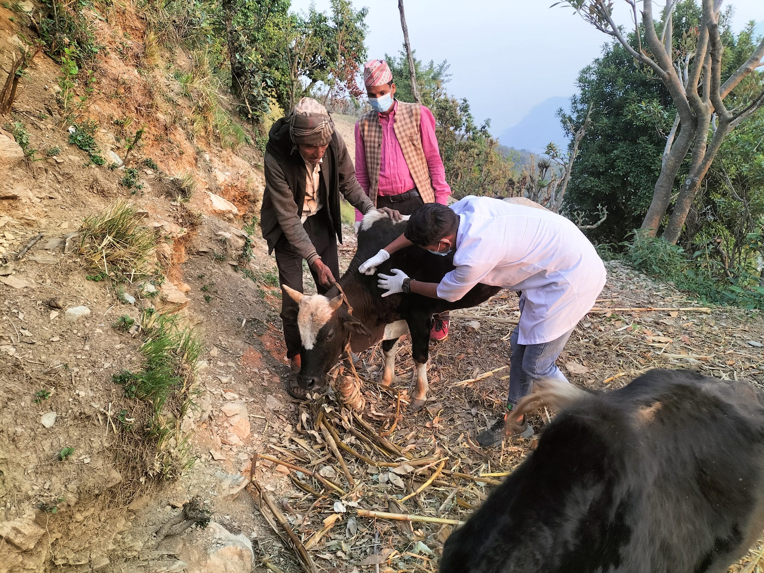 लहँमा लम्पीस्किन रोगले ३७ गाईगोरु मरे