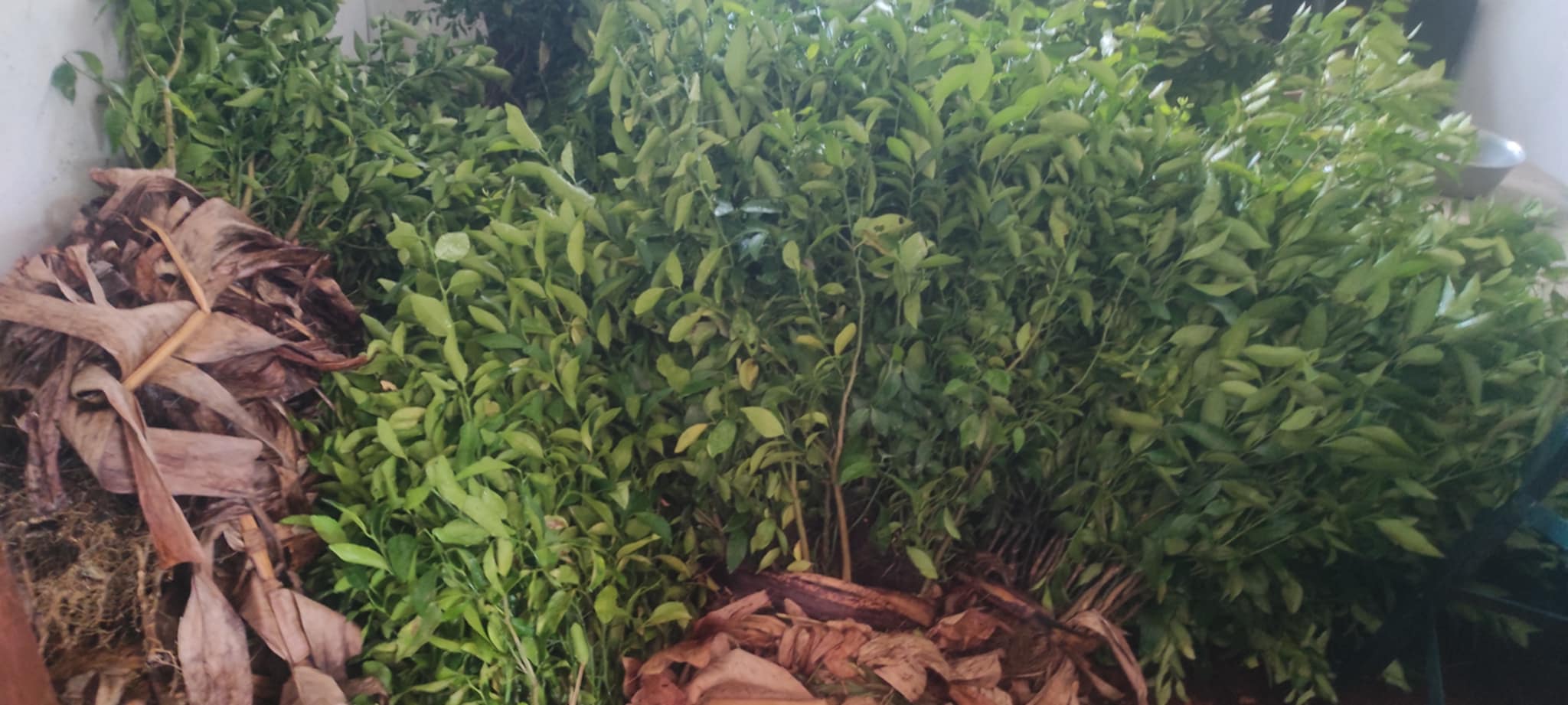 भेरीले बाँड्यो १० हजार आठ सय फलफुलका विरुवा